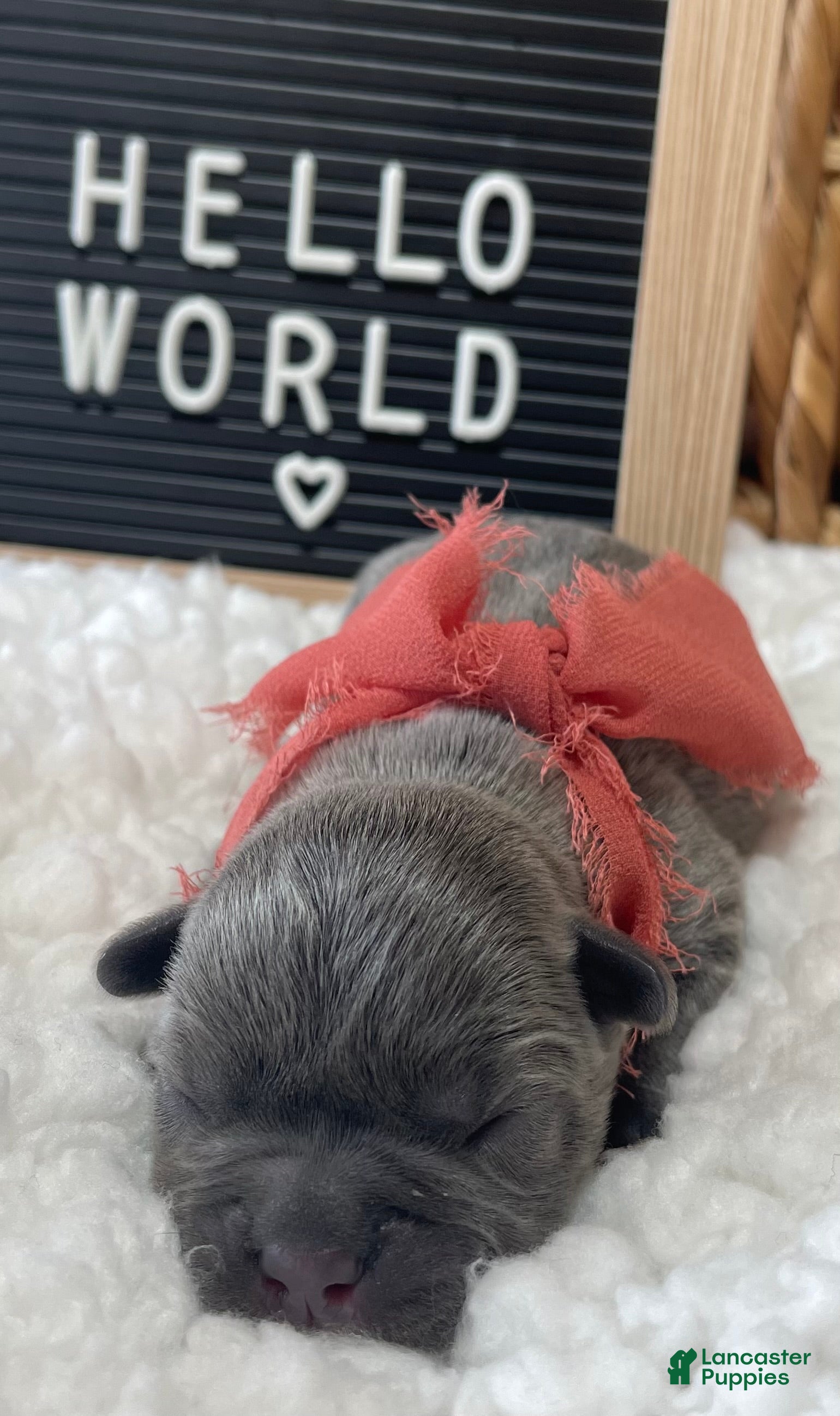 Frenchton dogs for sale: Blossom - Ad 2