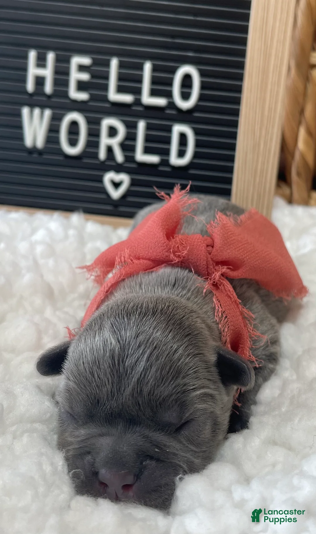 Frenchton dogs for sale: Blossom - Ad 2