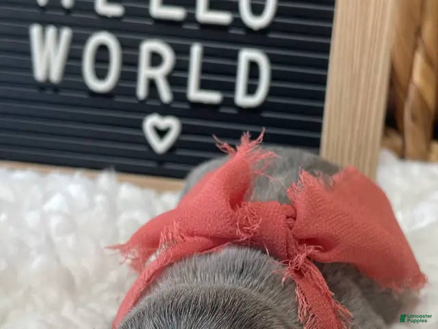 Frenchton dogs for sale: Blossom - Ad 2