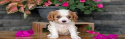 Cavalier King Charles Spaniel dogs for sale: Lyla - Ad 7