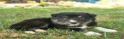 Border Collie dogs for sale: Hugo  - Ad 4