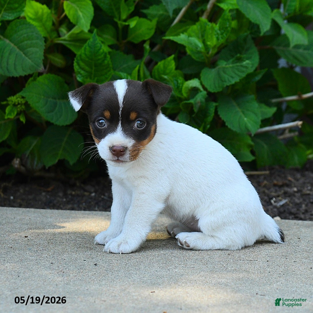 Jack Russell Terrier dogs Bessie - Ad 1