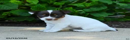 Jack Russell Terrier dogs for sale: Bessie - Ad 1