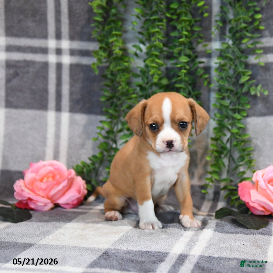 Mixed Breed dogs Glendon - Ad 2
