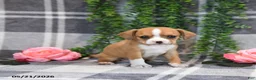 Mixed Breed dogs for sale: Glendon - Ad 2