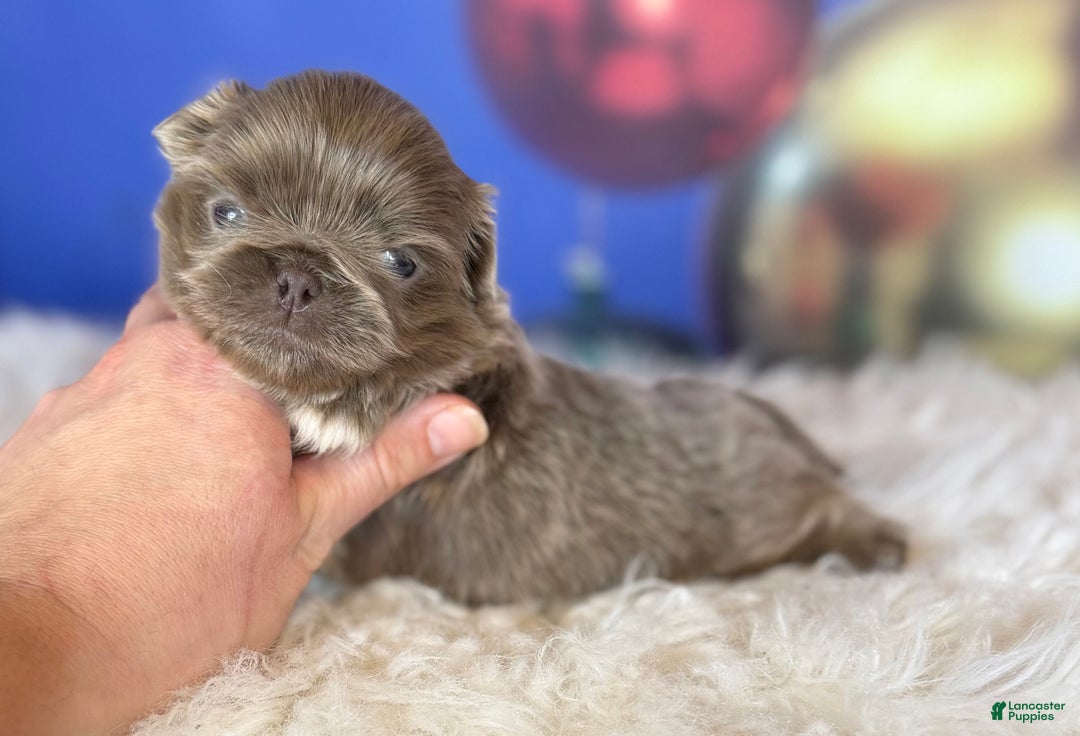 Pekingese dogs for sale: AKC DNA OFA Buddy lilac - Ad 5