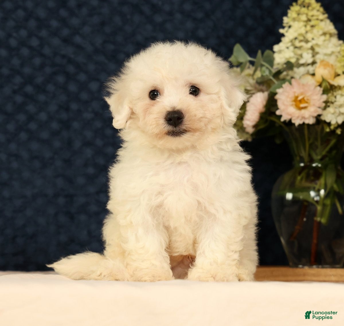 Bichon Frise dogs Indy - Ad 1