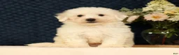 Bichon Frise dogs for sale: Indy - Ad 1