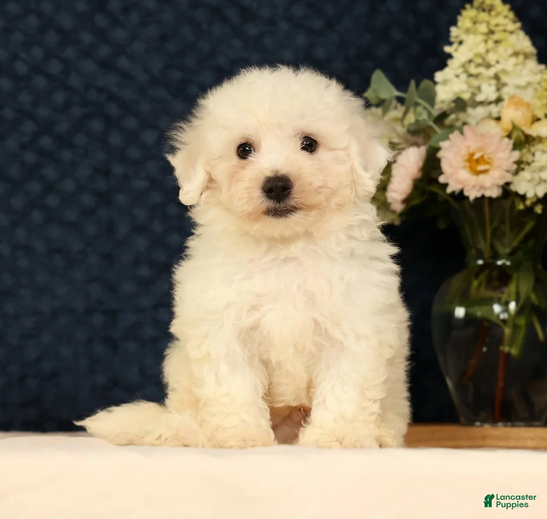 Bichon Frise dogs for sale: Indy - Ad 1