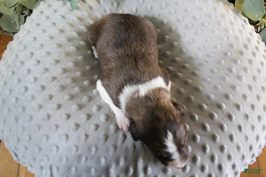 Bordoodle dogs for sale: Stella - Ad 2