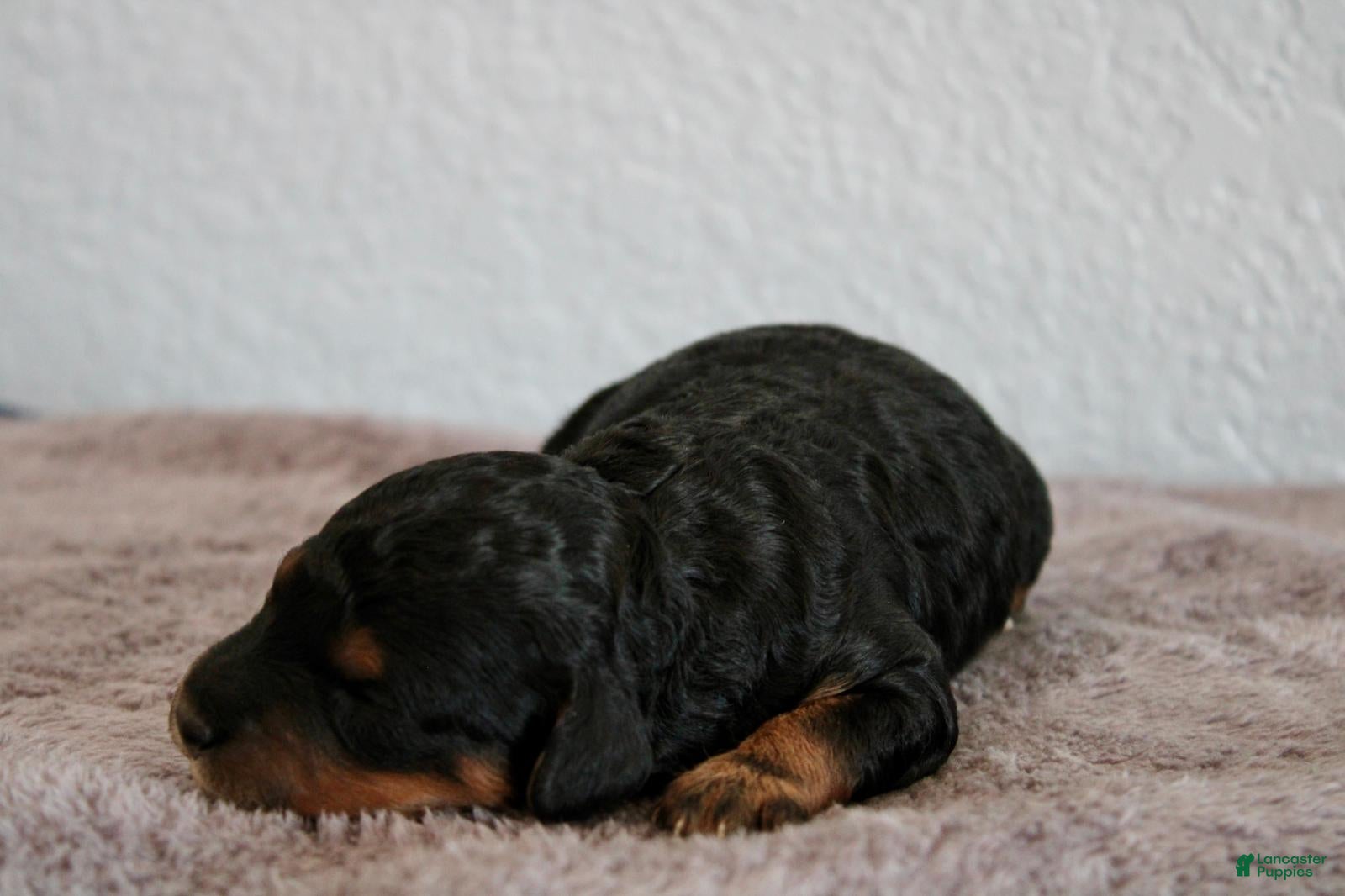 Mini Goldendoodle dogs Avery - Ad 2