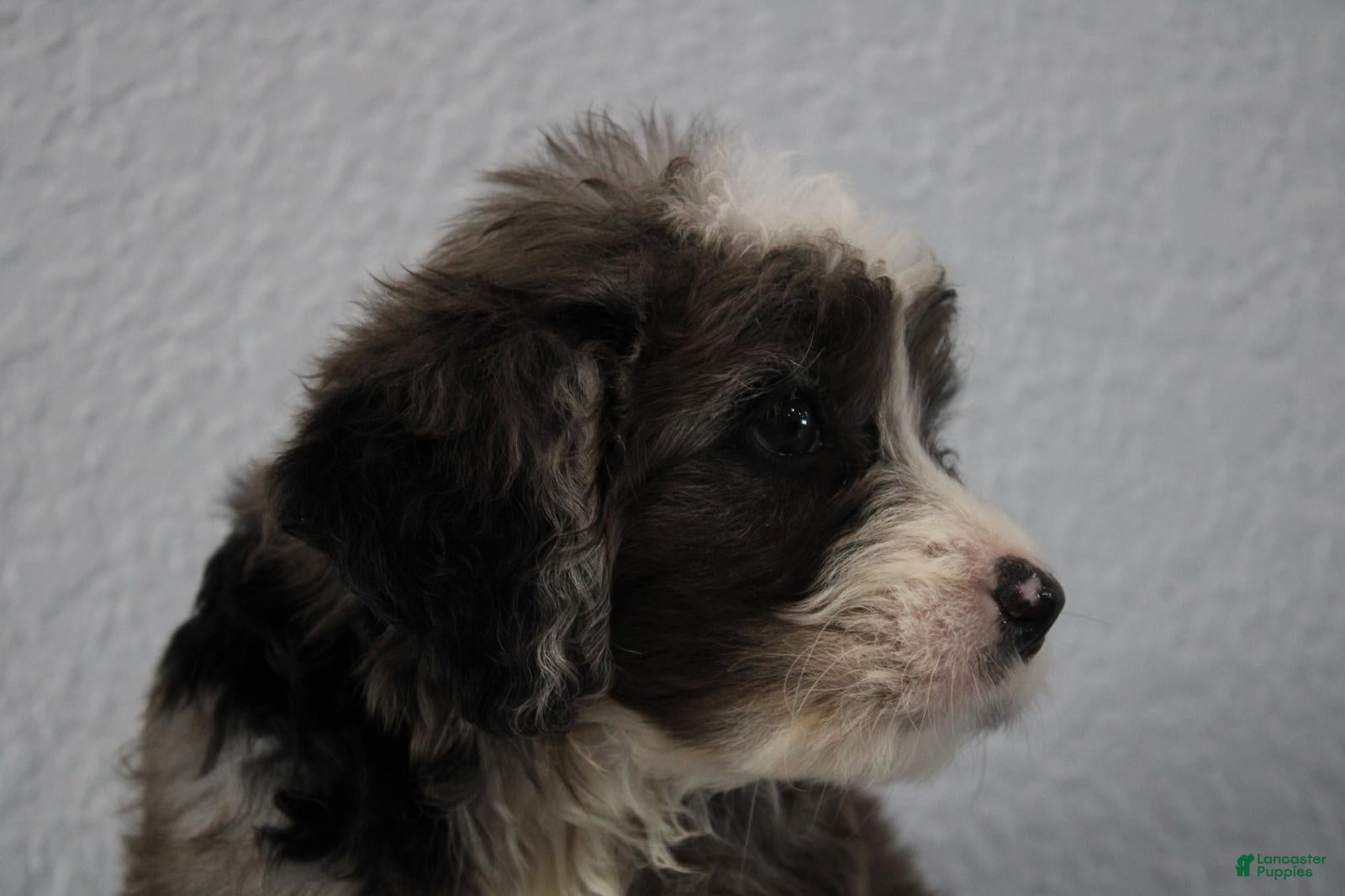 Mini Goldendoodle dogs Vino - Ad 1