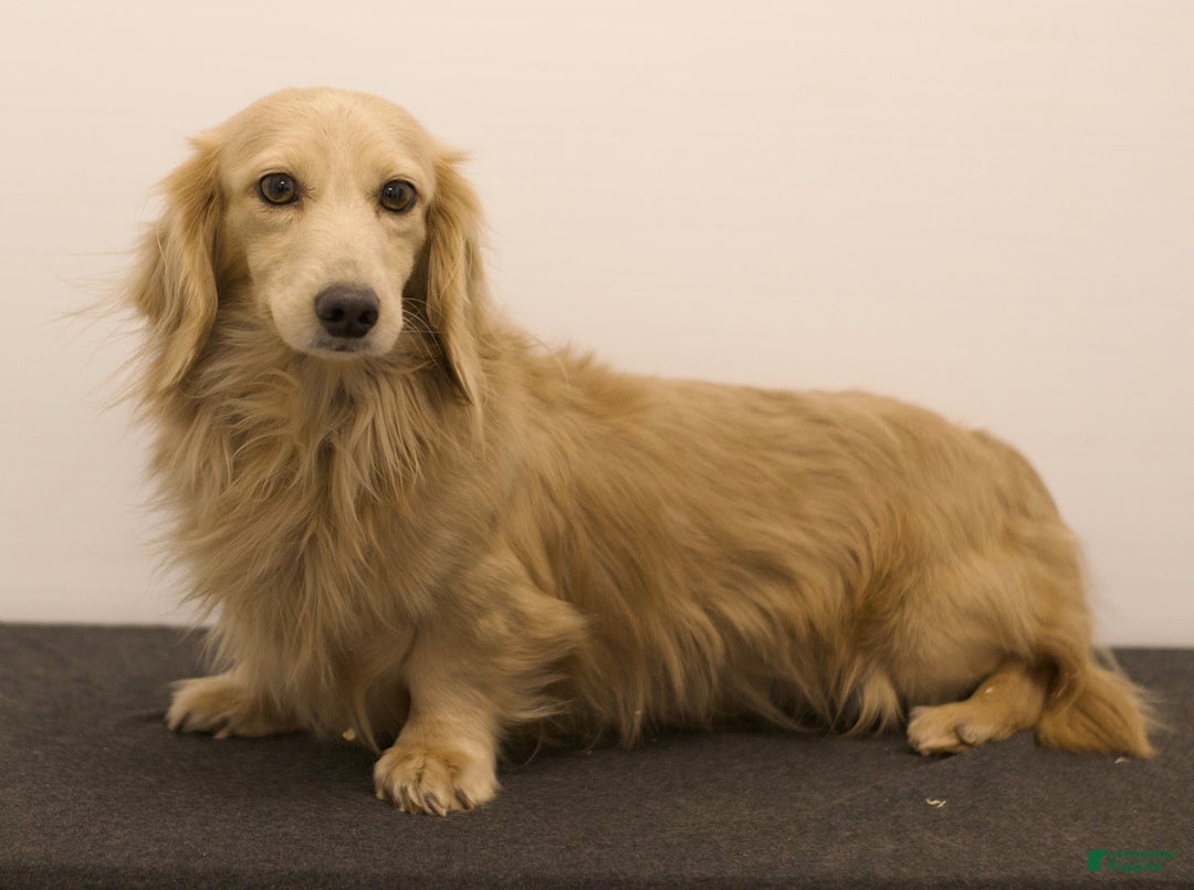 Miniature Dachshund dogs for sale: Leah - Ad 7