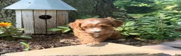 Cavapoo dogs for sale: Conner - Ad 2