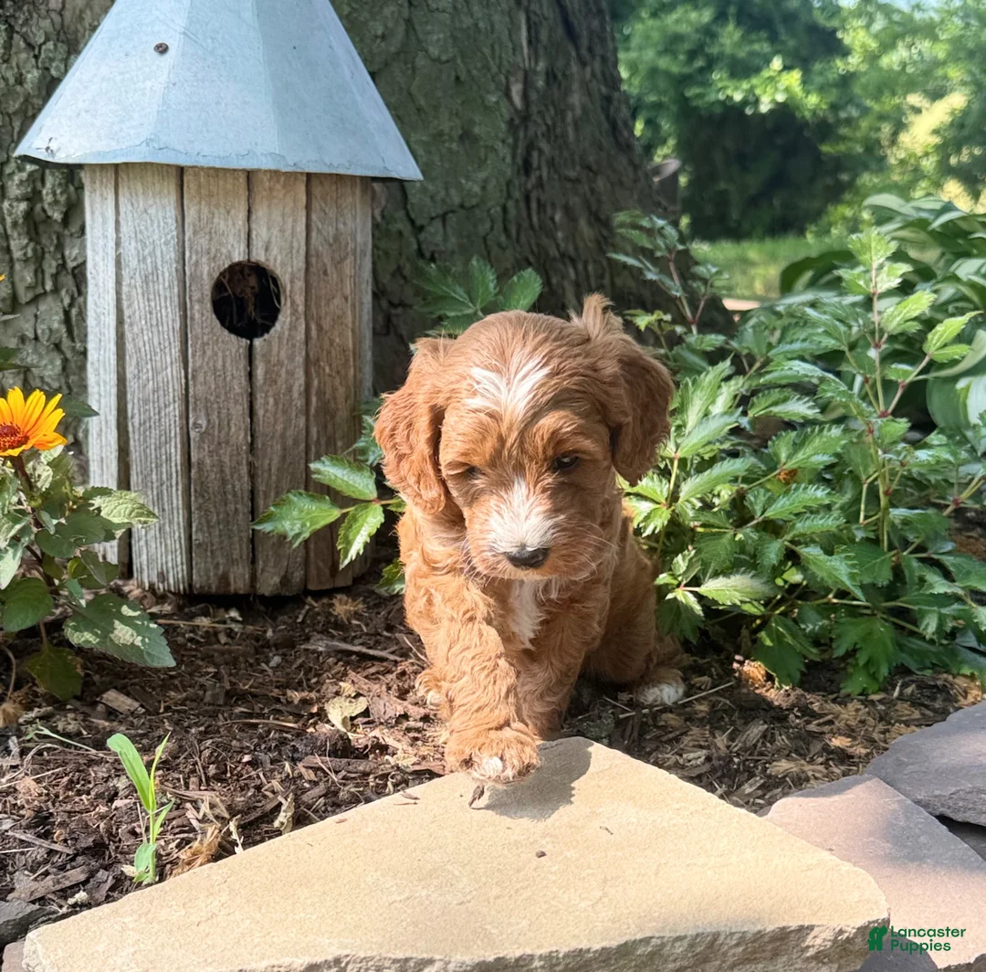 Cavapoo dogs for sale: Conner - Ad 2