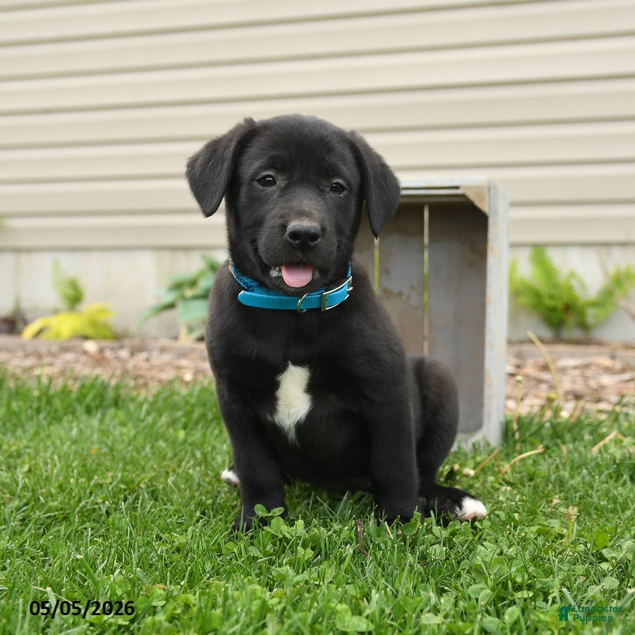 Mixed Breed dogs for sale: Bingo - Ad 1