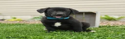 Mixed Breed dogs for sale: Bingo - Ad 1