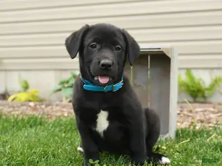 Mixed Breed dogs for sale: Bingo - Ad 1