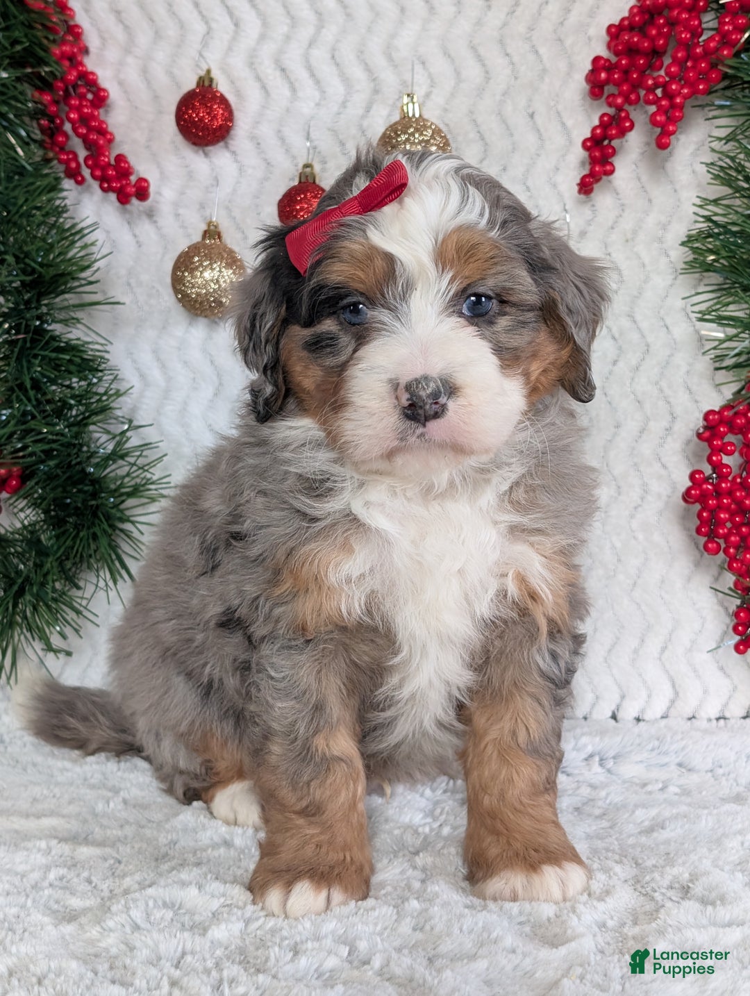 Mini Bernedoodle dogs for sale: Mini Hayes - Ad 13