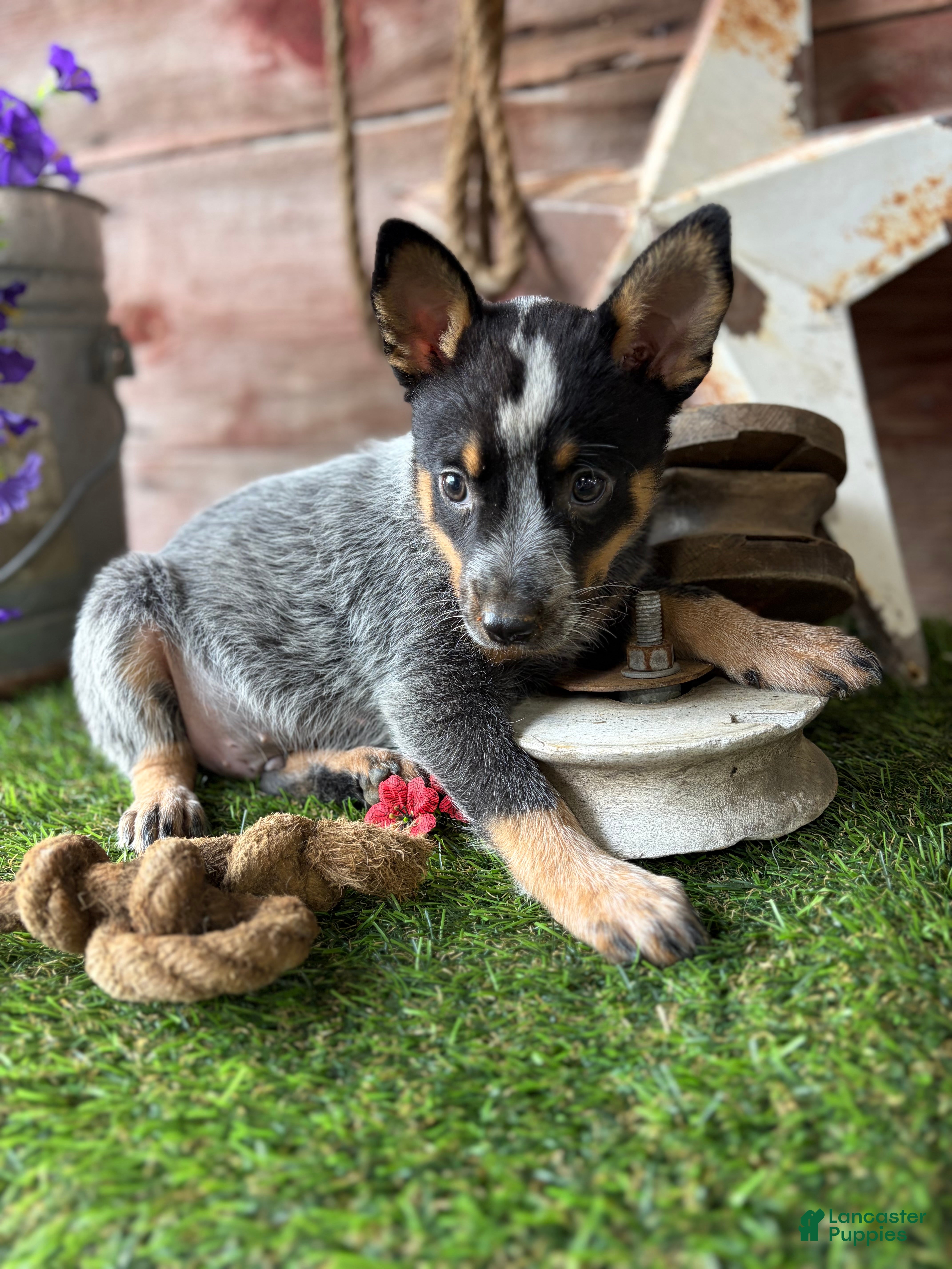 Australian Cattle Dog dogs Australian Cattle Dog 2 - Ad 1