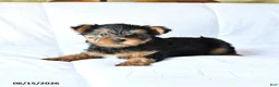 Yorkshire Terrier dogs for sale: Axle - Ad 4
