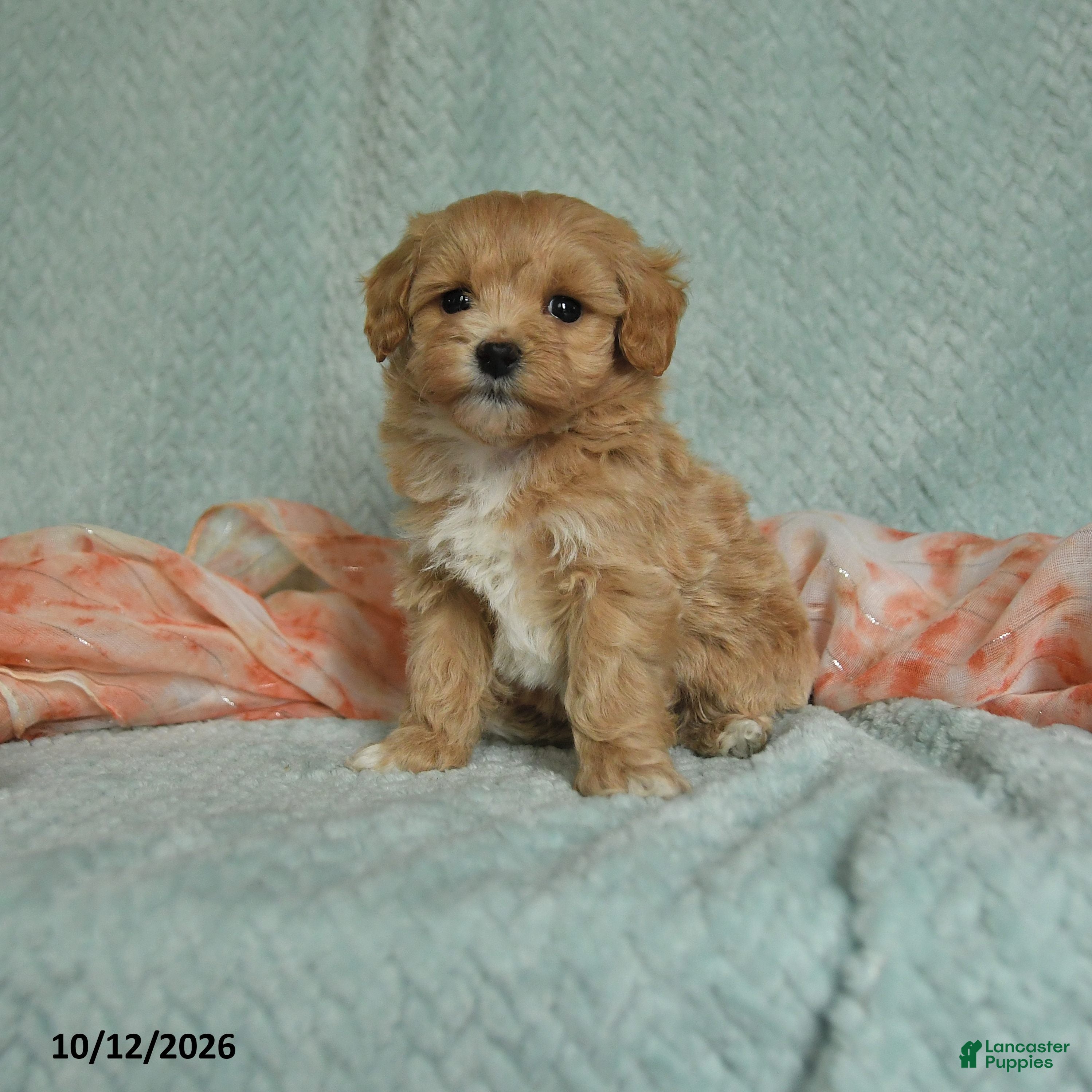 Maltipoo dogs Mikey - Ad 1