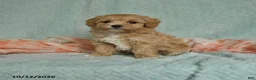 Maltipoo dogs for sale: Mikey - Ad 1