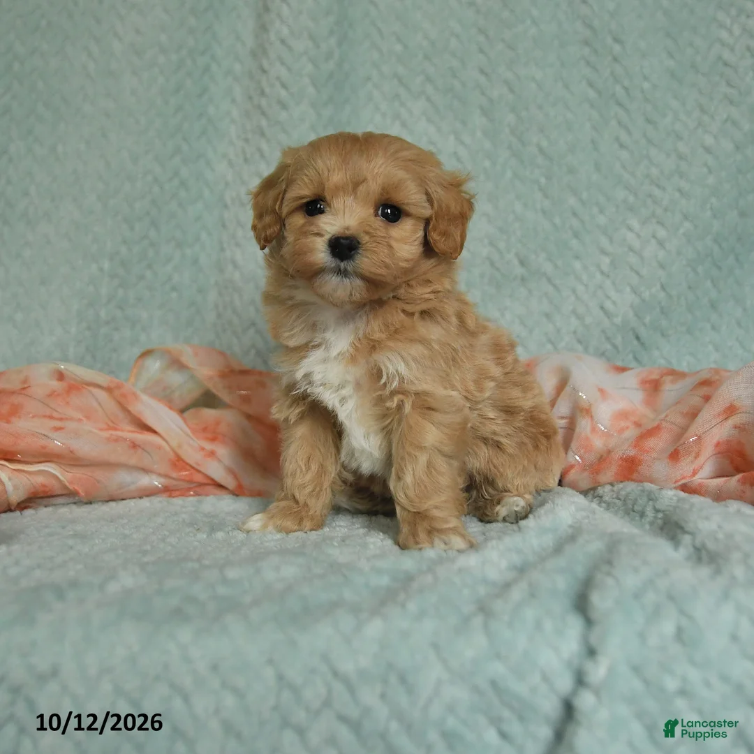 Maltipoo dogs for sale: Mikey - Ad 1