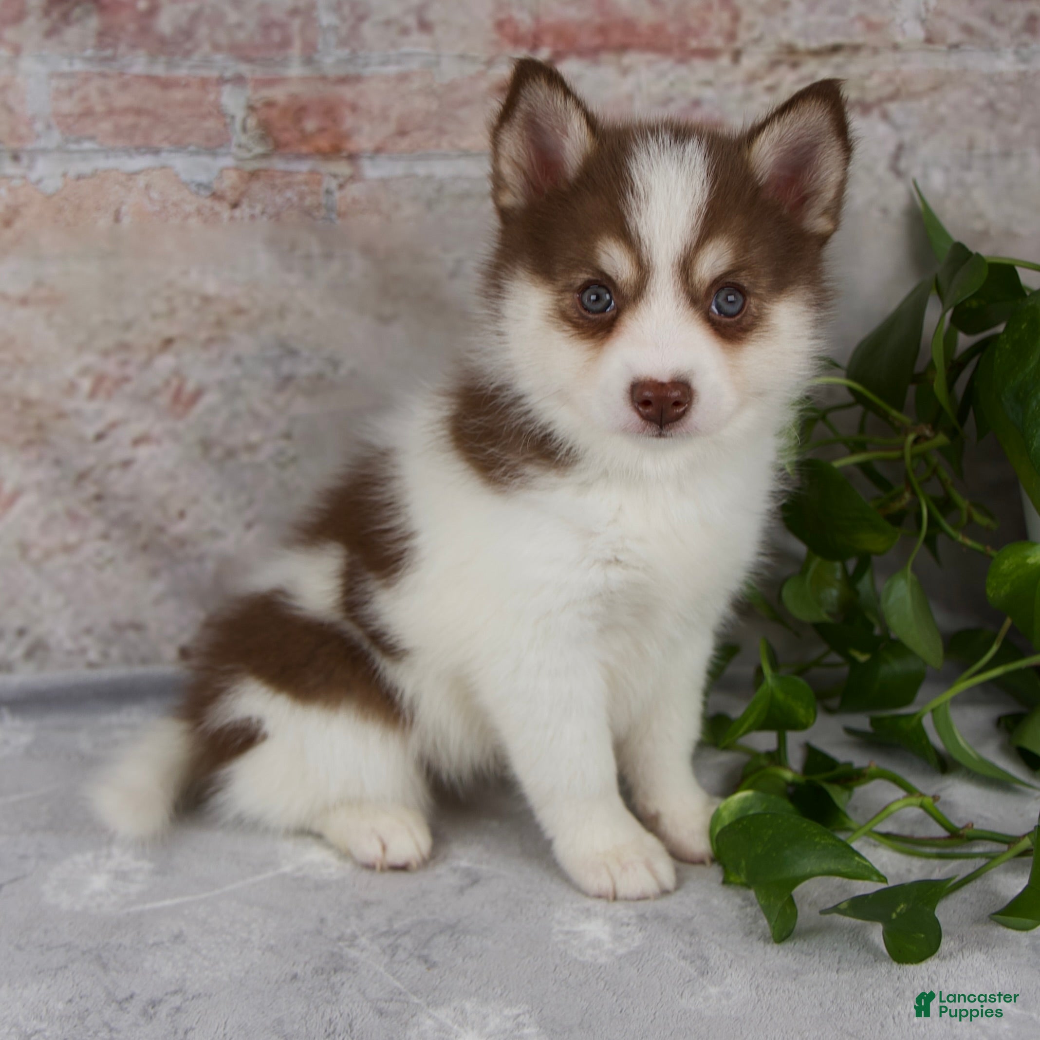 Pomsky dogs Kipp - Ad 1