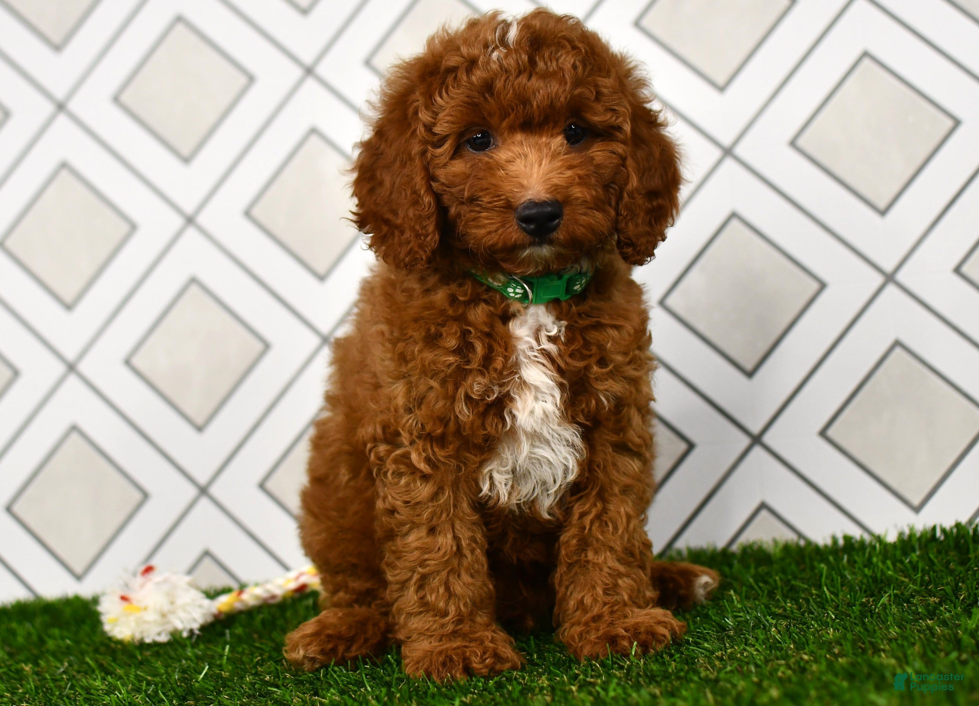 Cavapoo dogs Rolo - Ad 2