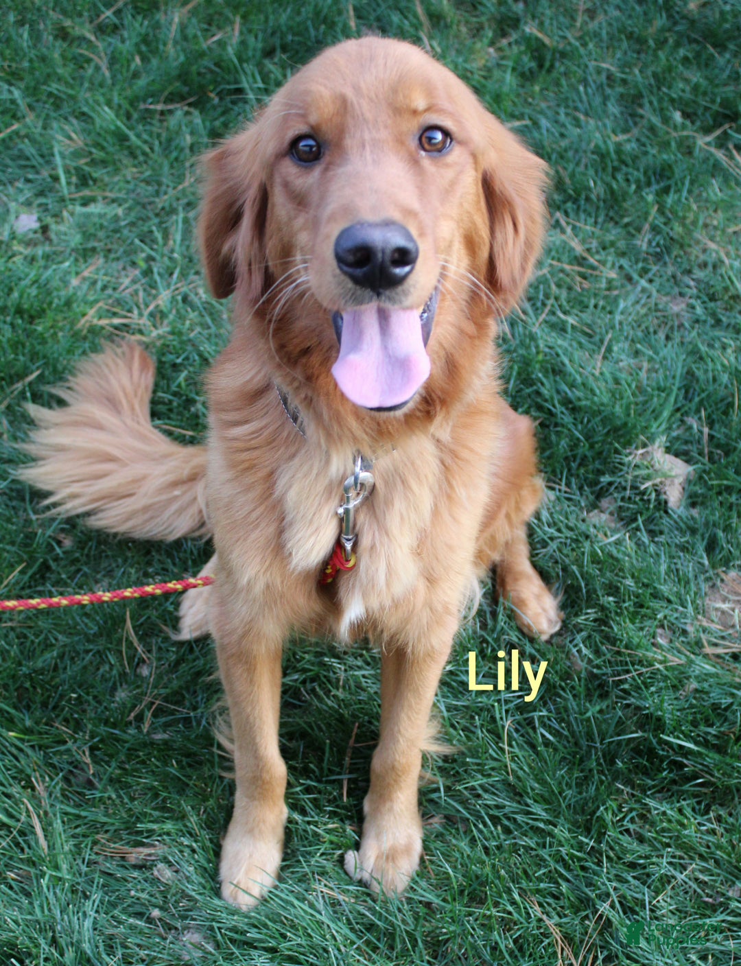 Golden Retriever dogs for sale: Golden Retriever Puppy Cameron - Ad 7