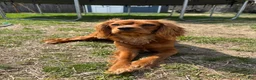 Cavalier King Charles Spaniel dogs for stud: Teddy The Stud  - Ad 10