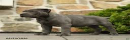 Cane Corso dogs for sale: Olive  - Ad 4