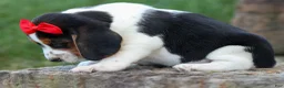 Beagle dogs for sale: Chip🐶 - Ad 11