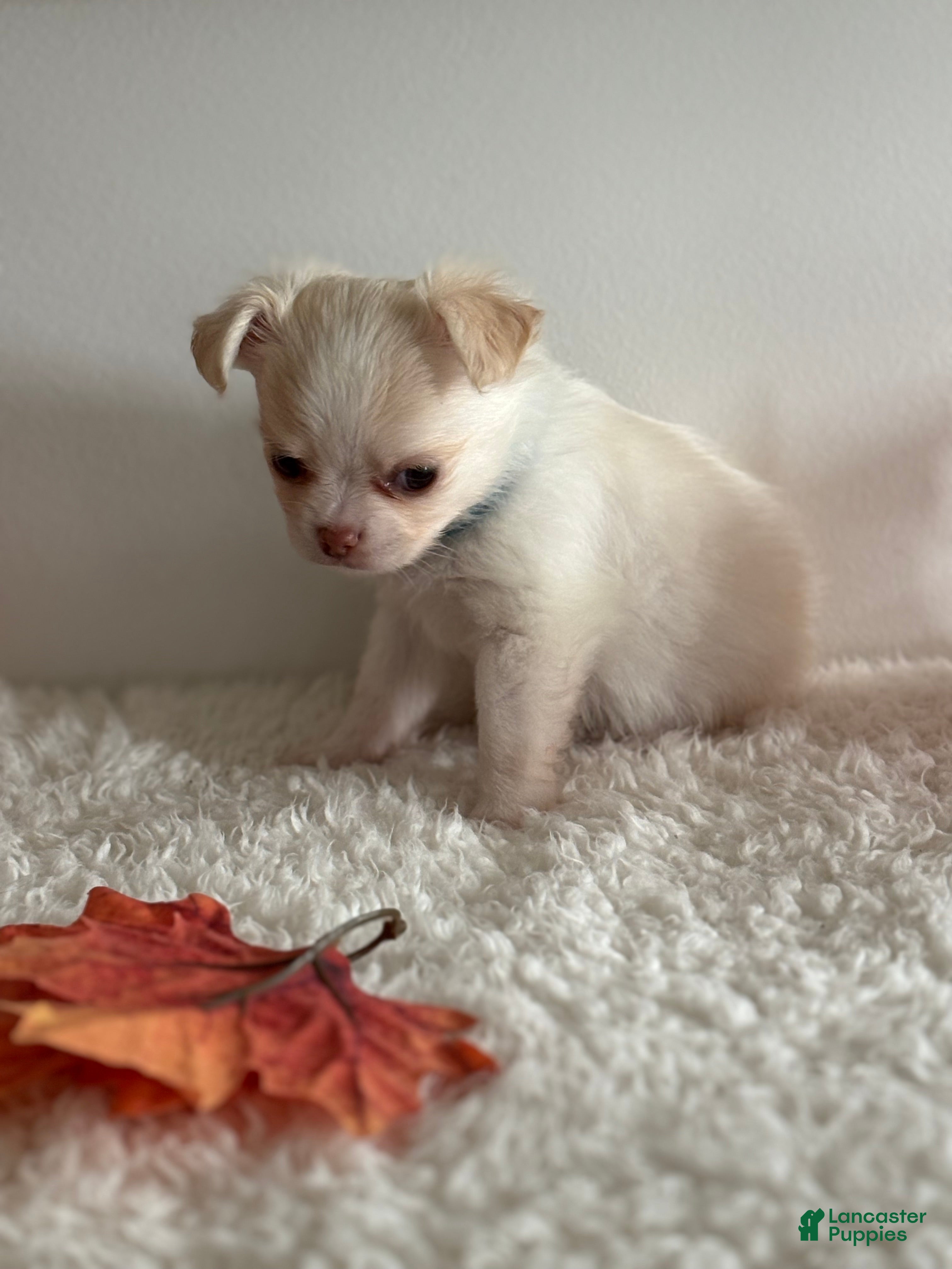 Chihuahua Puppies for sale in North Carolina Lancaster Puppies