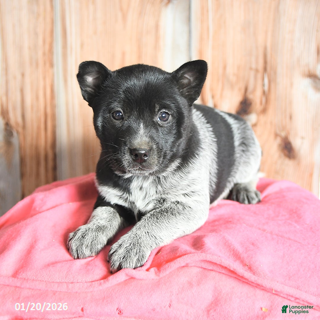 Australian Cattle Dog dogs for sale: Minnie - Ad 3