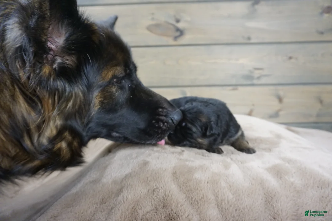 German Shepherd dogs for sale: Coast - Ad 8