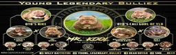 American Bully dogs for sale: Royal - Ad 12