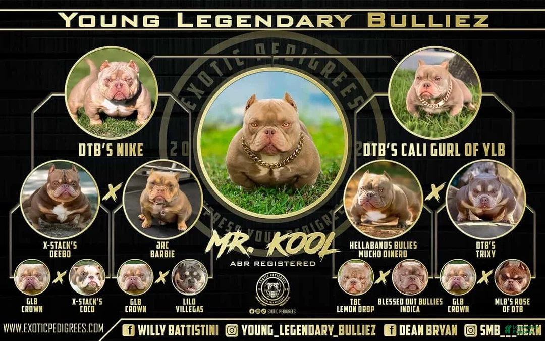 American Bully dogs for sale: Royal - Ad 12