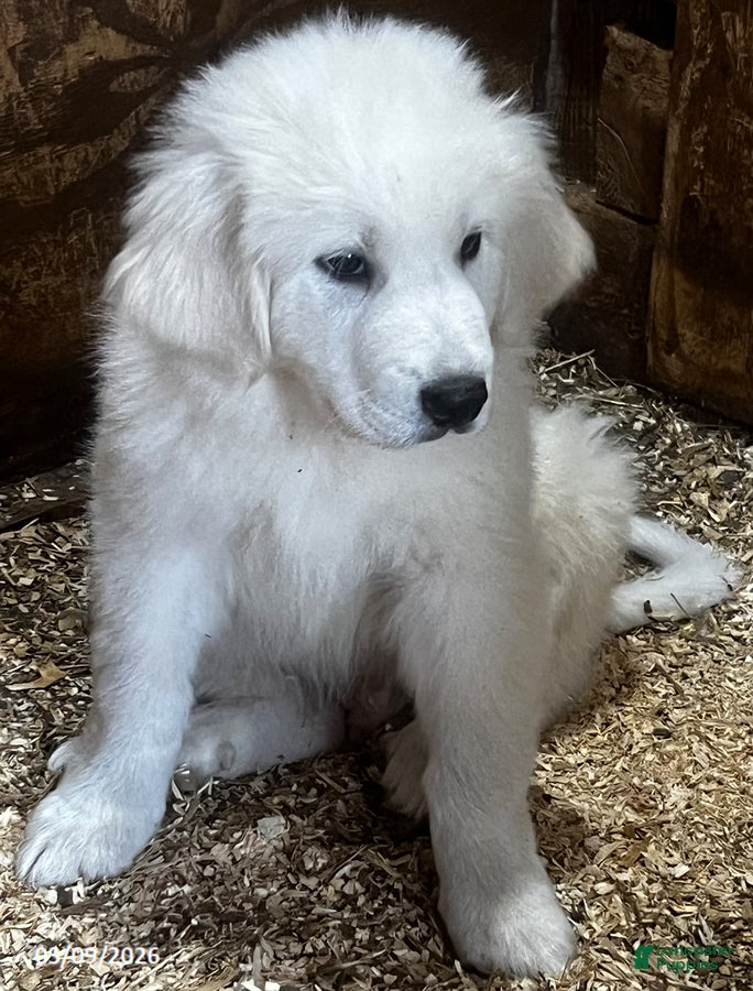 Great Pyrenees dogs Samson - Ad 2
