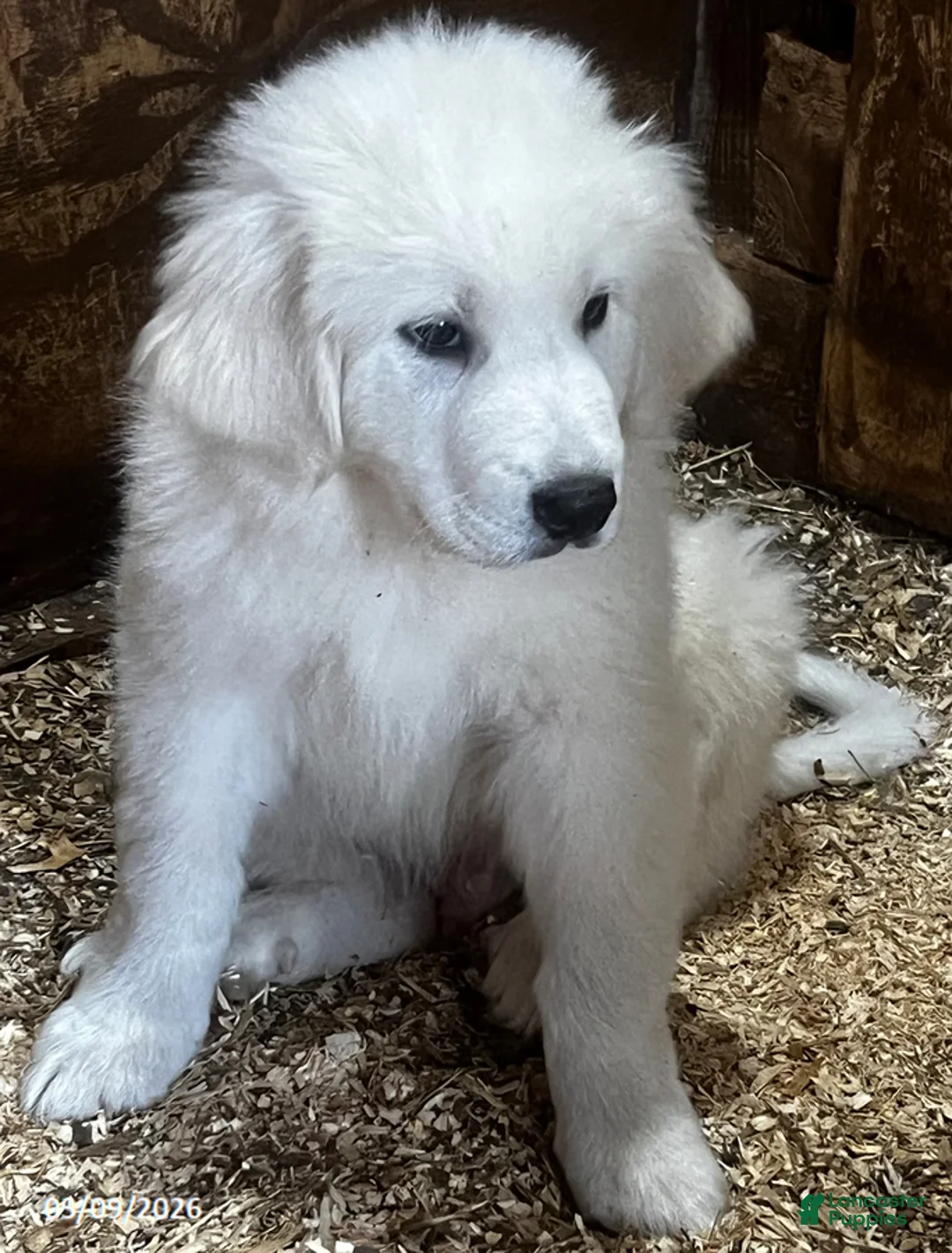 Great Pyrenees dogs for sale: Samson - Ad 2