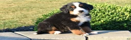 Bernese Mountain Dog dogs for sale: Sam - Ad 3