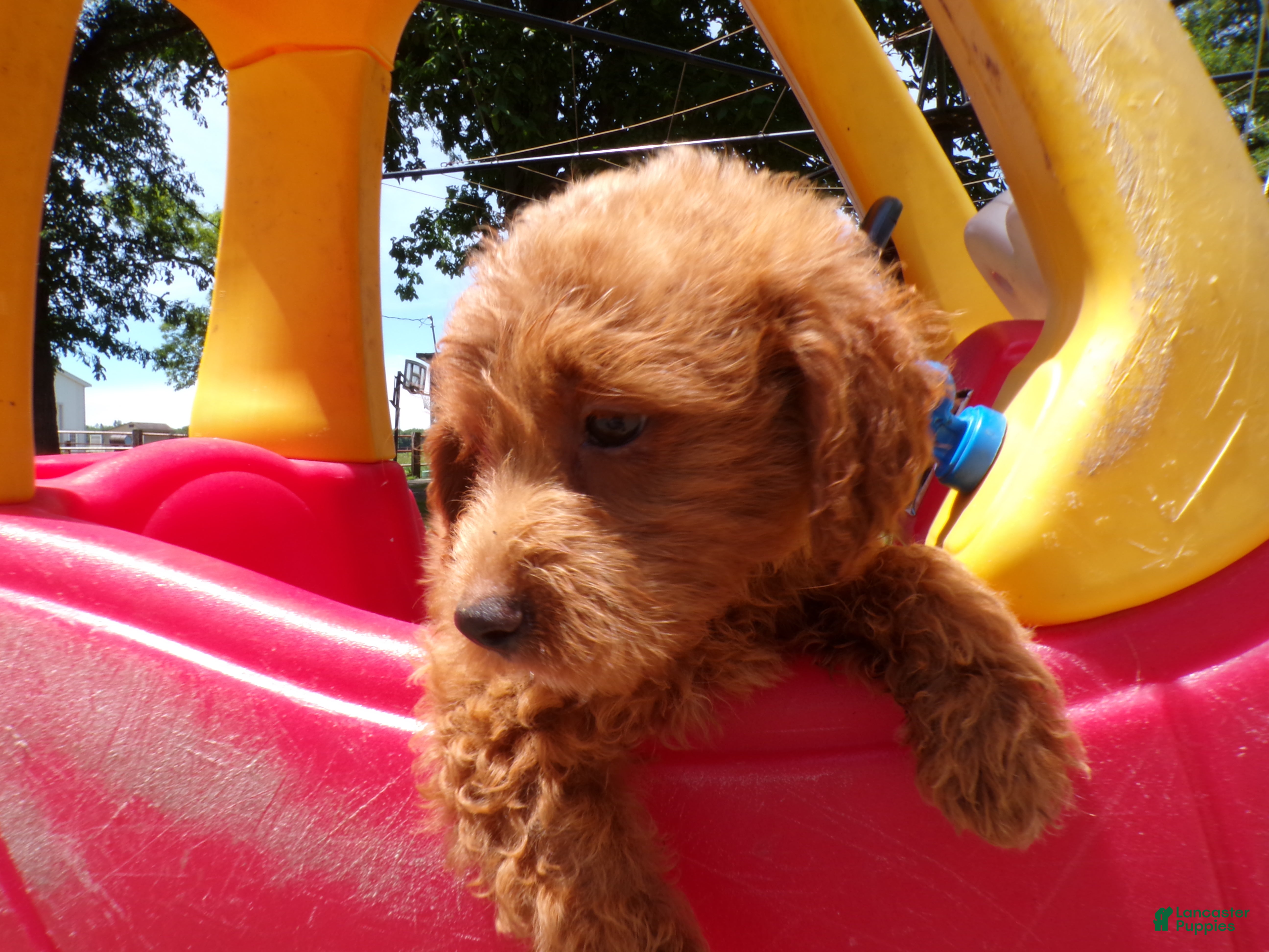 Cockapoo dogs Conner - Ad 1