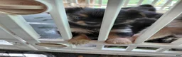 Mixed Breed dogs for sale: Betsy Ross - Ad 3