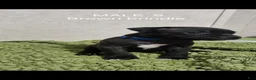 Staffordshire Bull Terrier dogs for sale: Staffordshire Bull Terrier 1 - Ad 2