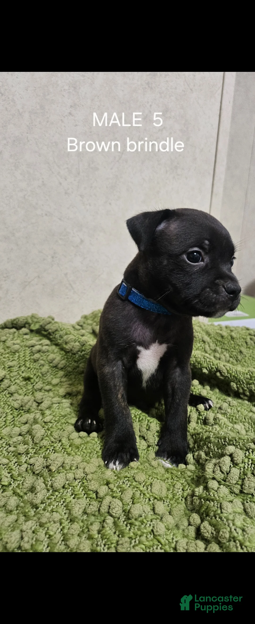 Staffordshire Bull Terrier dogs for sale: Staffordshire Bull Terrier 1 - Ad 2