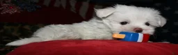 Maltese dogs for sale: Stumpy - Ad 7