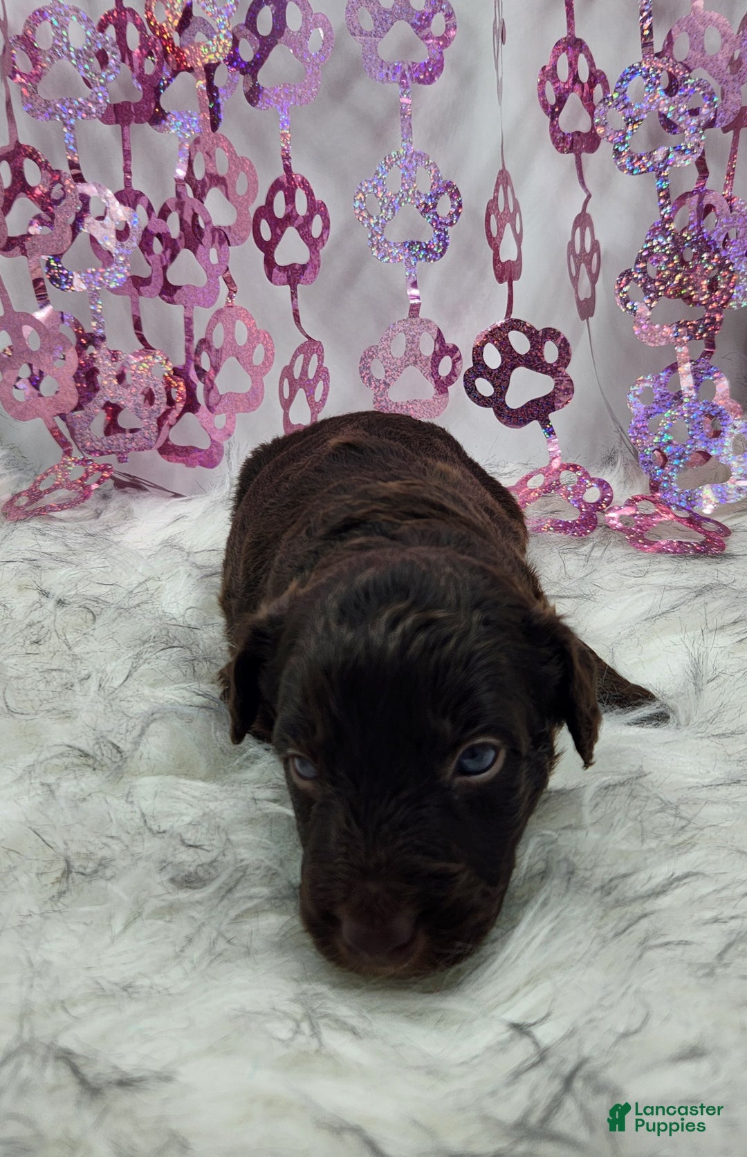 Mini Aussiedoodle dogs for sale: Mini Aussiedoodle Puppy 6 - Ad 3