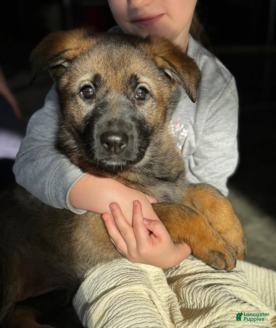 German Shepherd dogs for sale: Augusta - Ad 1