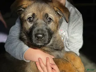 German Shepherd dogs Augusta - Ad 11